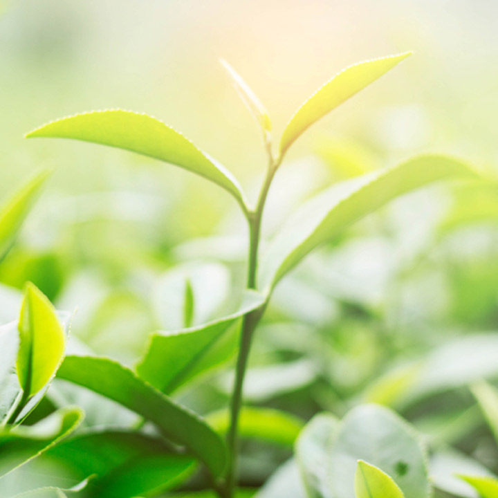 Tea plant before it has been harvested